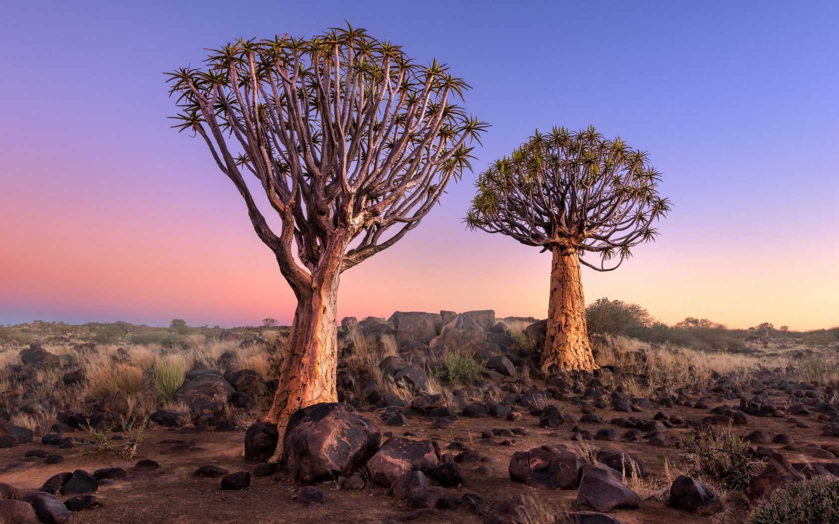 Растения восточной африки. Колчанные деревья Намибия. Лес колчанных деревьев Намибия. Намибия пустыня Колчанное дерево. Кокербом Намиб.