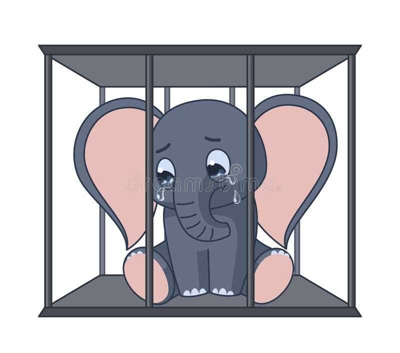 Биография группы Cage the Elephant: фото, история создания, состав, последние новости 2019, песни, Ready to Let Go, Trouble
